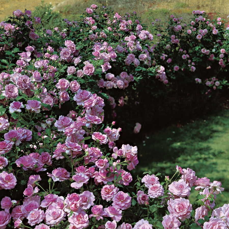 Fragrant Lavender Simplicity Hedge Rose