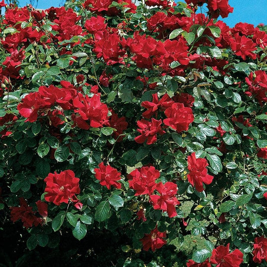 Don Juan Climbing Rose