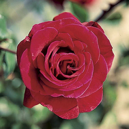 Don Juan Climbing Rose