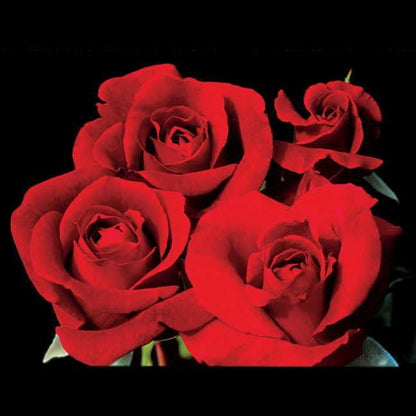 Don Juan Climbing Rose