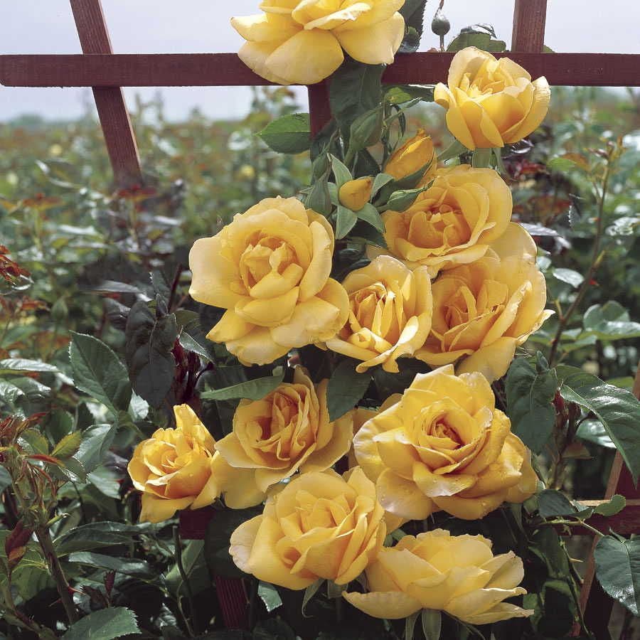 Scent From Above Climbing Rose