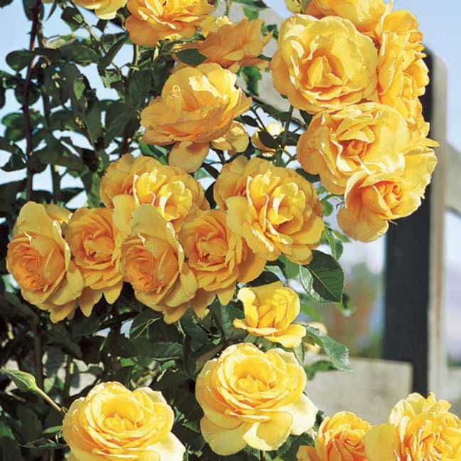 Scent From Above Climbing Rose