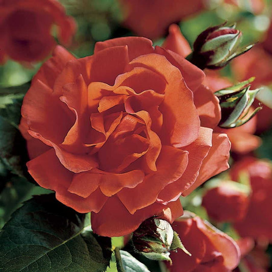 Blaze of Glory Climbing Rose