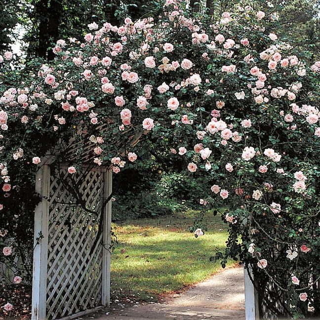 New Dawn Climbing Rose