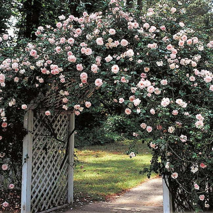 New Dawn Climbing Rose