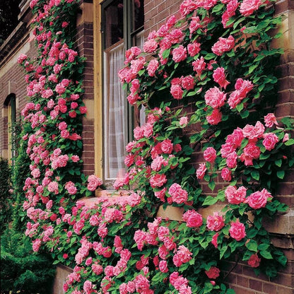 rose thorn seed Zephirine Drouhin Climbing Rose – Park Seed