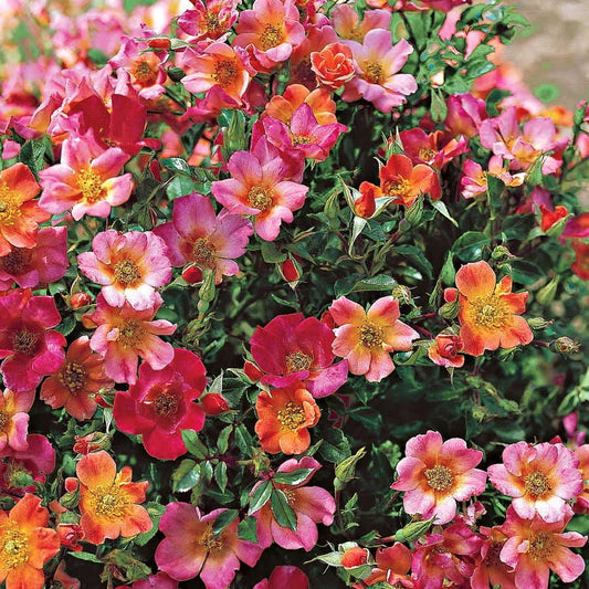 Happy Chappy Ground Cover Rose