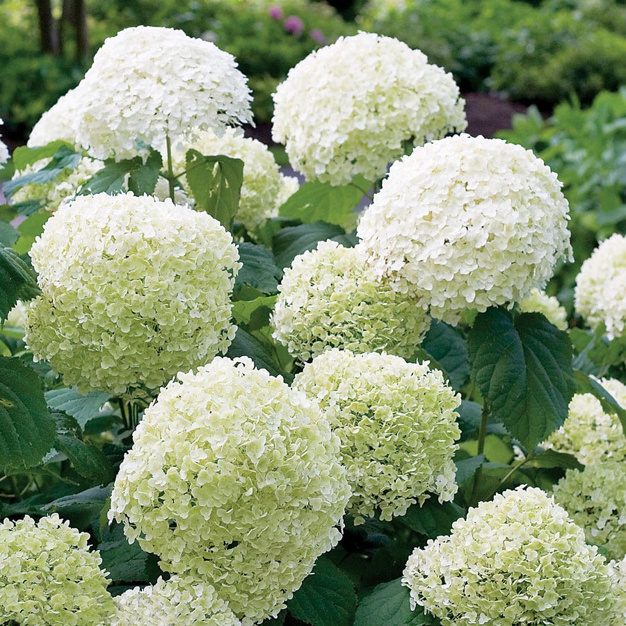 Hydrangea Incrediball® Smooth Hydrangea