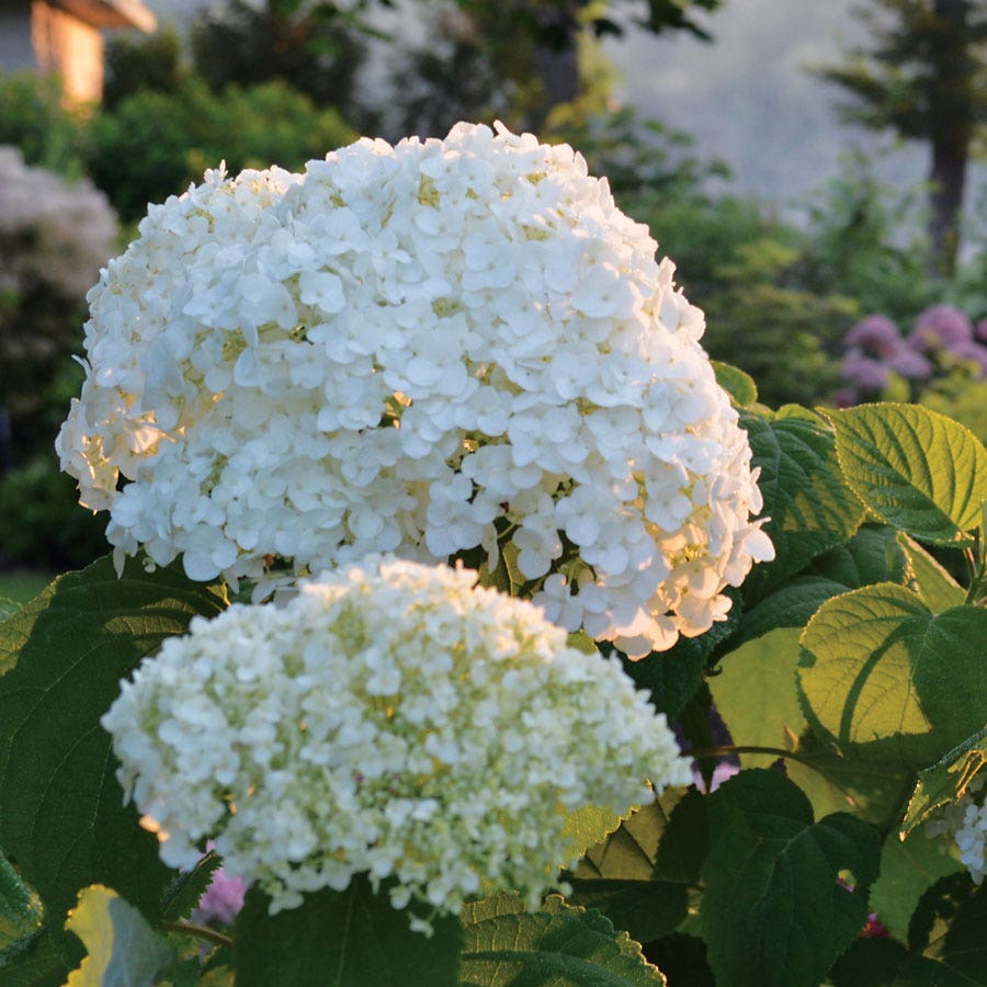 Hydrangea Incrediball® Smooth Hydrangea