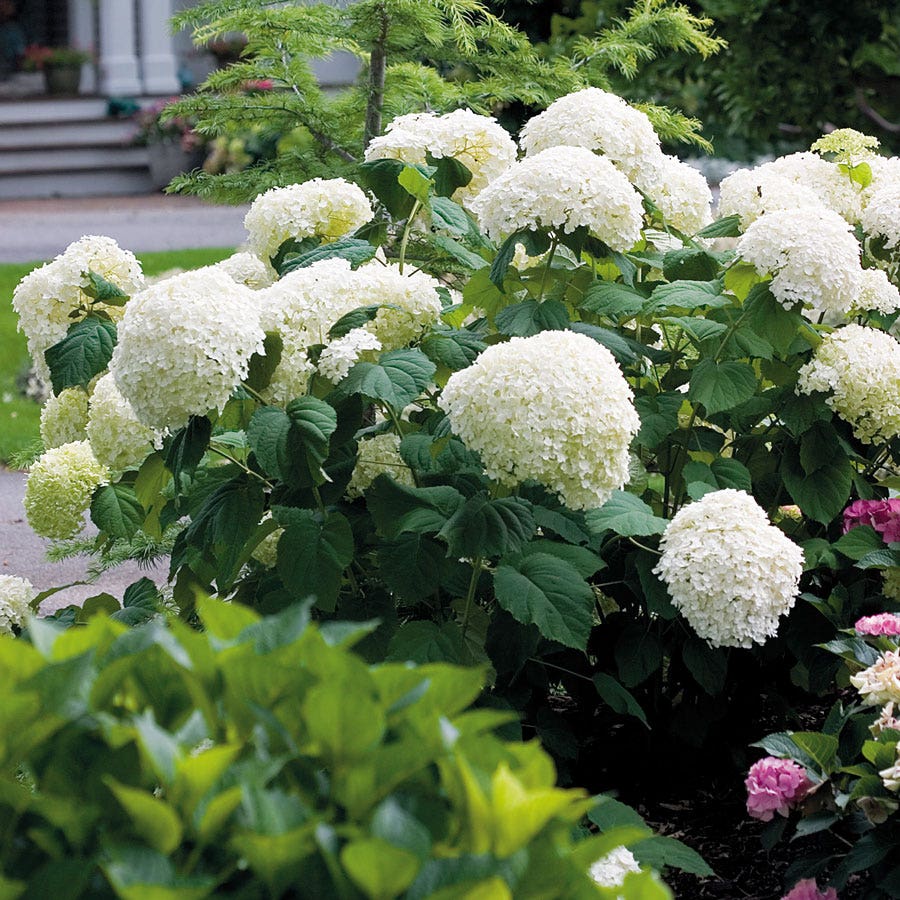 Hydrangea Incrediball® Smooth Hydrangea