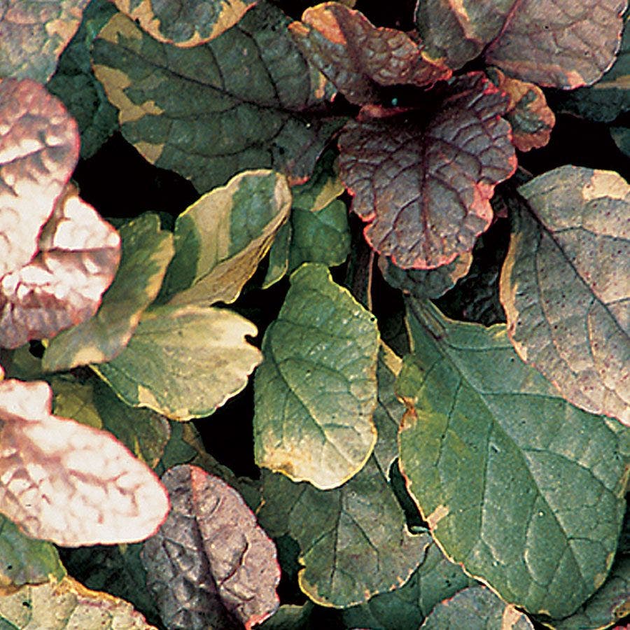 Ajuga 'Burgundy Glow' Bugleweed