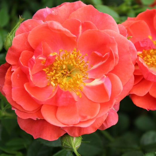 Oso Easy® Mango Salsa Shrub Rose