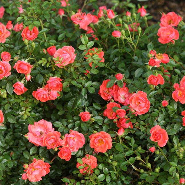 Oso Easy® Mango Salsa Shrub Rose