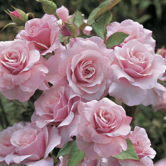 Our Lady of Guadalupe Floribunda Rose