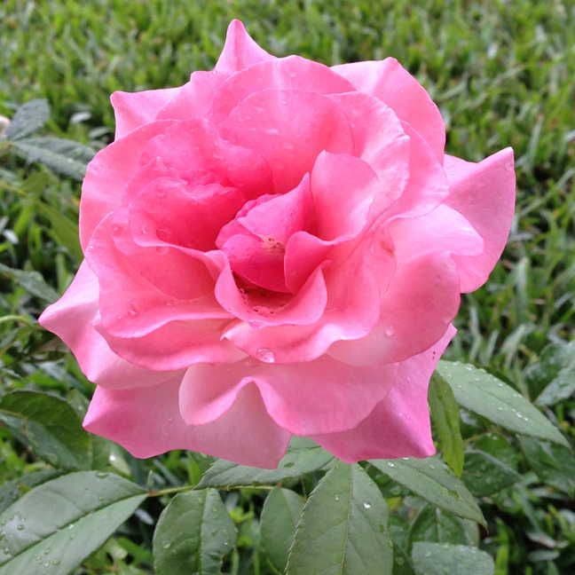 Our Lady of Guadalupe Floribunda Rose