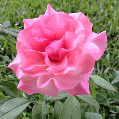 Our Lady of Guadalupe Floribunda Rose