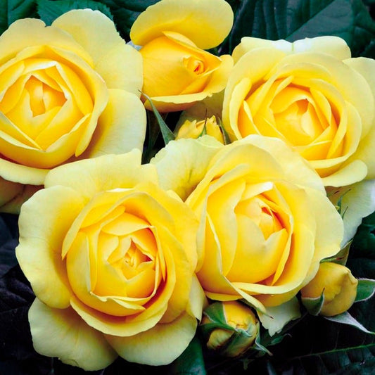Walking on Sunshine Floribunda Rose