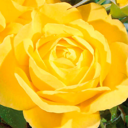 Walking on Sunshine Floribunda Rose