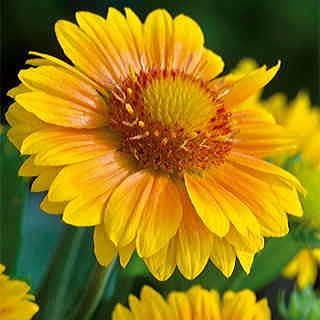 'Arizona Apricot' Gaillardia
