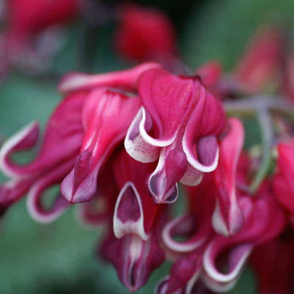 Burning Hearts Bleeding Heart