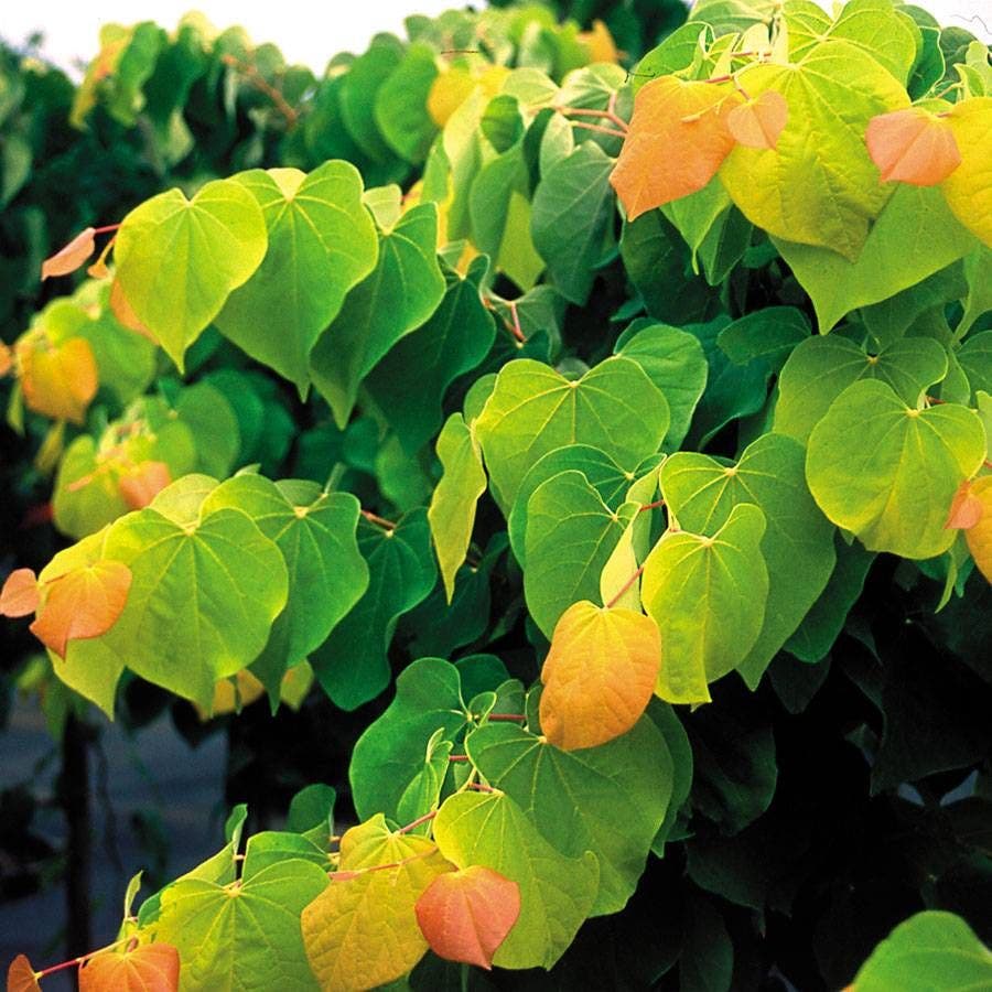 The Rising Sun™ Redbud