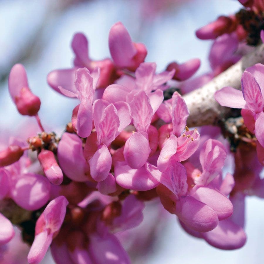 The Rising Sun™ Redbud