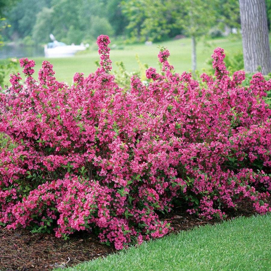 Weigela Sonic Bloom® Pink