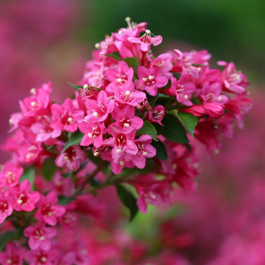 Weigela Sonic Bloom® Pink