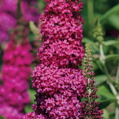 Buddleia 'Miss Molly'