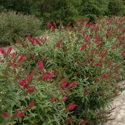 Buddleia 'Miss Molly'