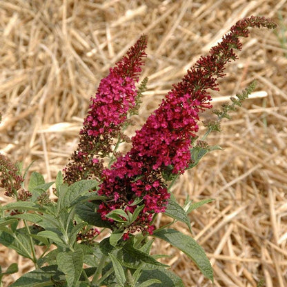 Buddleia 'Miss Molly'