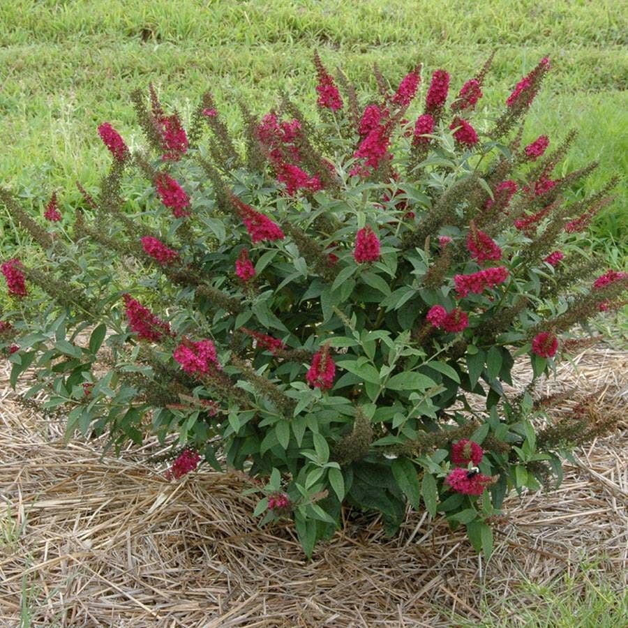 Buddleia 'Miss Molly'