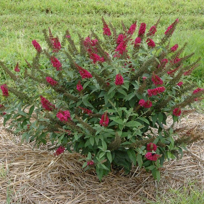 Buddleia 'Miss Molly'