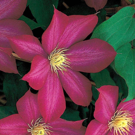 Clematis Bourbon™