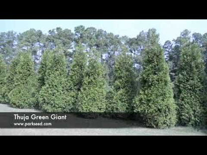 Thuja 'Green Giant' Arborvitae