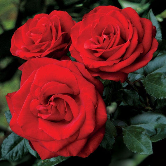 Always and Forever® Hybrid Tea Rose
