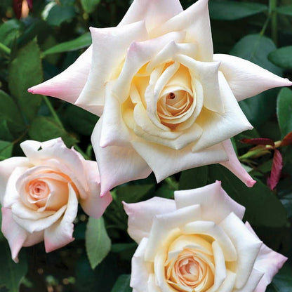 Soft Whisper Hybrid Tea Rose