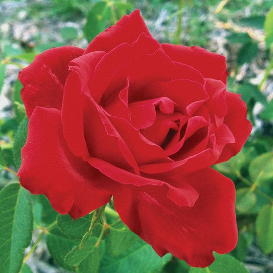 Beloved Hybrid Tea Rose
