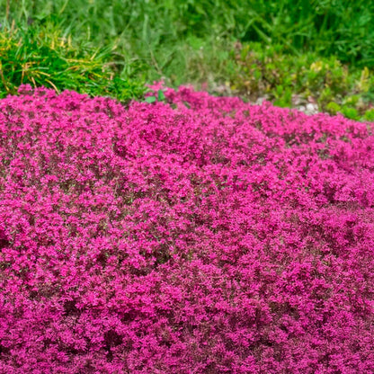 Thymus 'Coccineus' Red Creeping Thyme