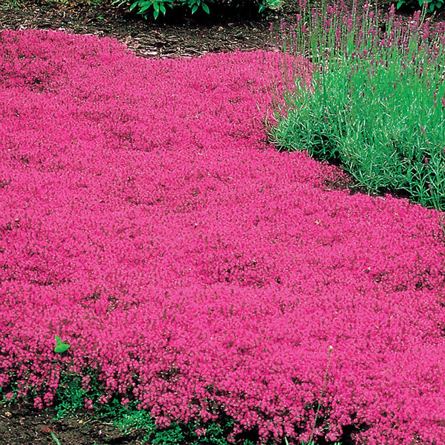 Thymus 'Coccineus' Red Creeping Thyme