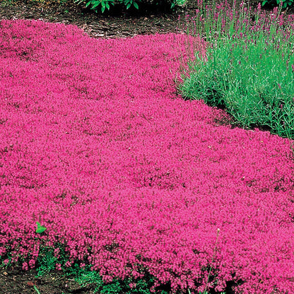 Thymus 'Coccineus' Red Creeping Thyme