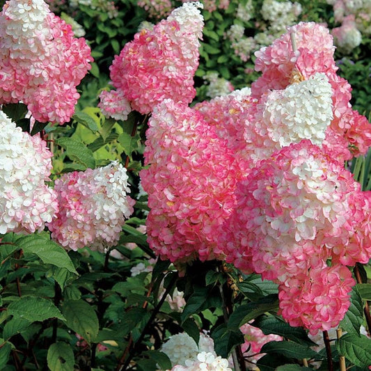 Vanilla Strawberry™ Hydrangea