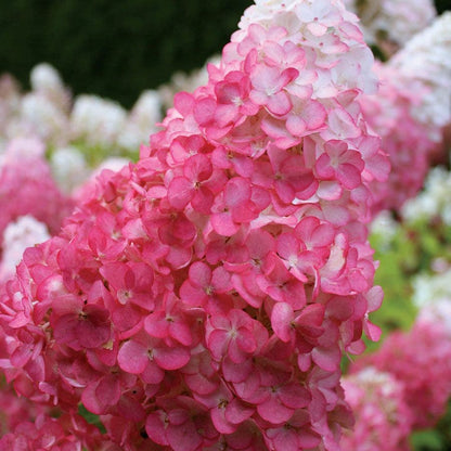 vanilla strawberry hydrangea seeds Hydrangea Vanilla Strawberry | Mixed/Variegated