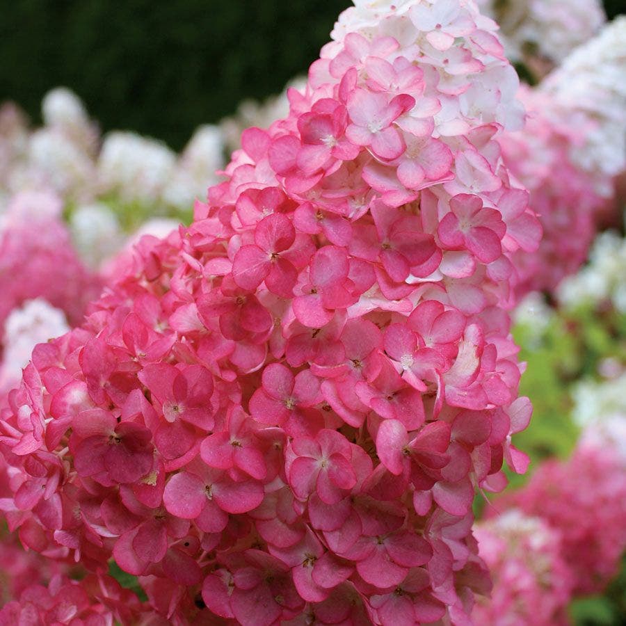 Vanilla Strawberry™ Hydrangea