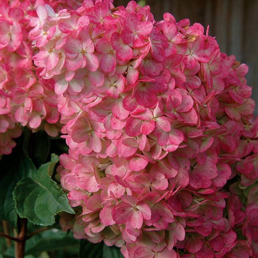 Vanilla Strawberry™ Hydrangea
