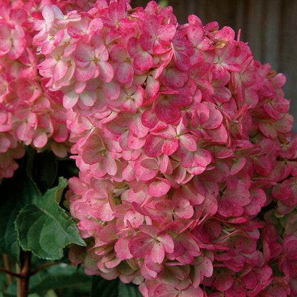 Vanilla Strawberry™ Hydrangea