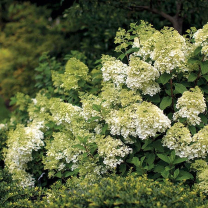 Vanilla Strawberry™ Hydrangea