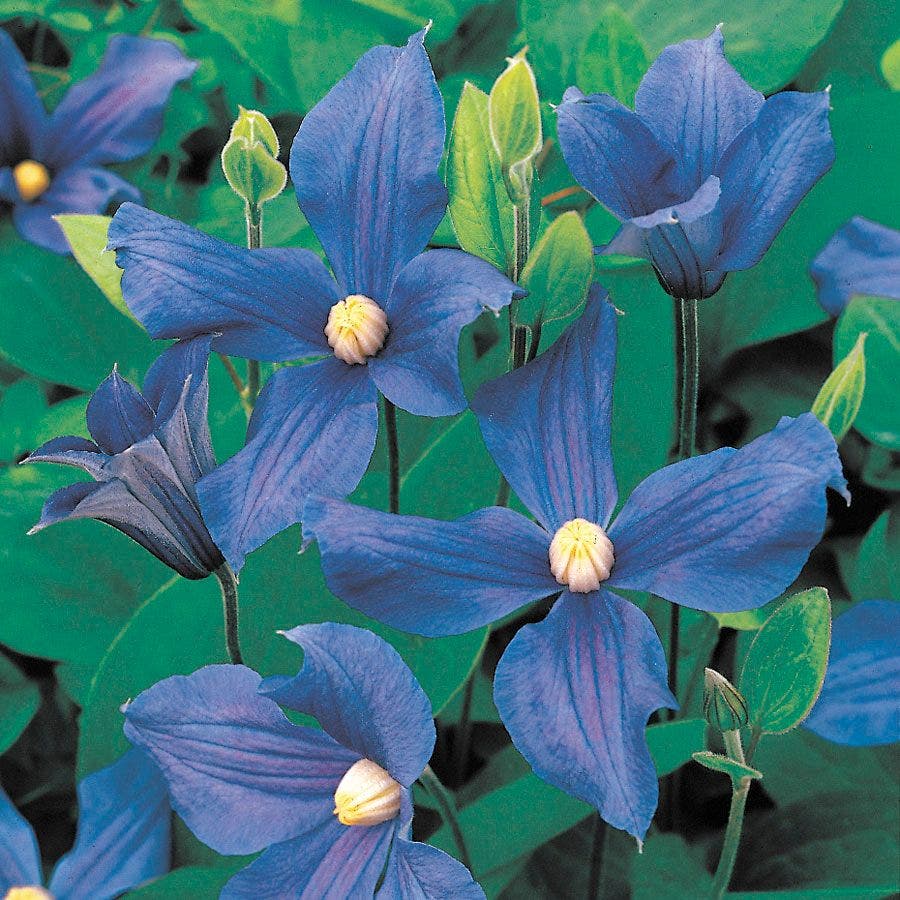 Clematis durandii
