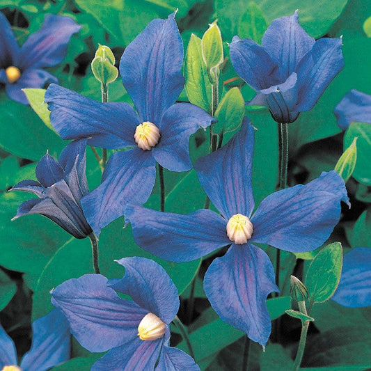 Clematis durandii