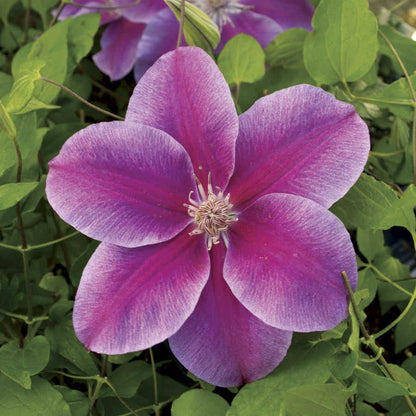 Clematis 'Kilian Donahue'